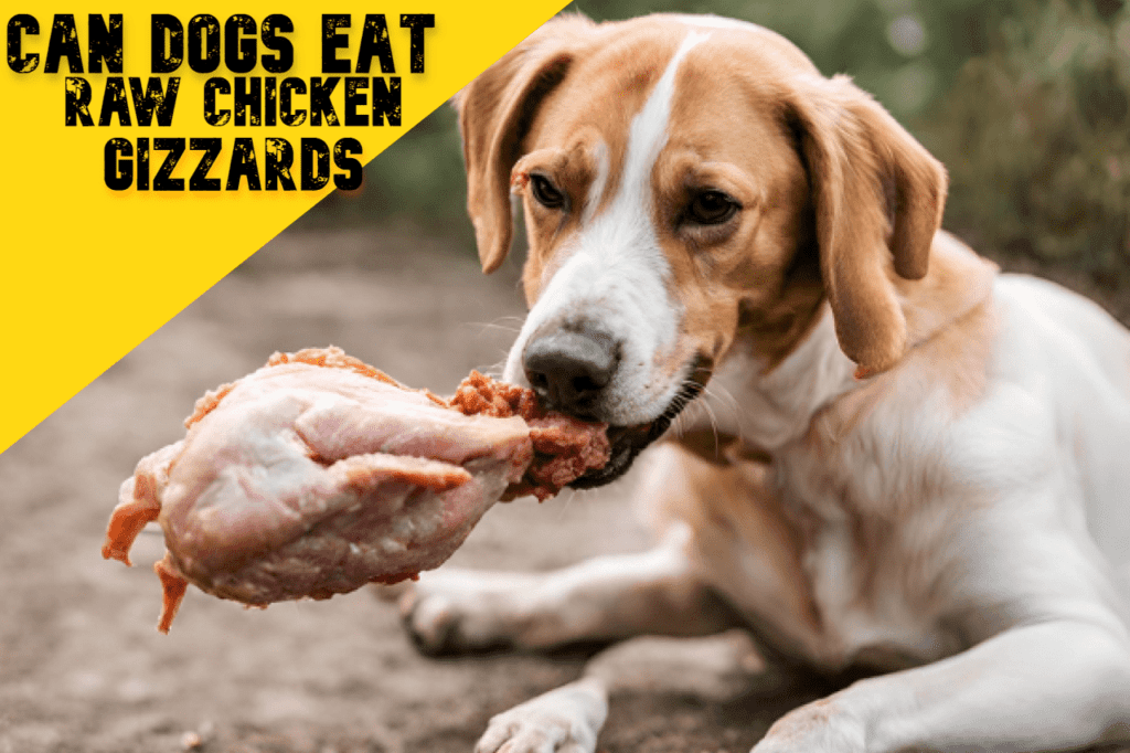 can dogs eat raw chicken gizzards
